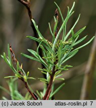 Salix exigua (wierzba mała)