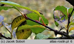 Salix moupinensis (wierzba mupińska)