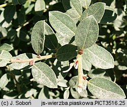 Asclepias syriaca