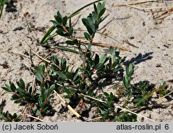 Salix repens ssp. repens var. arenaria (wierzba płożąca typowa odm. piaskowa)