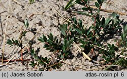 Salix repens ssp. repens var. arenaria (wierzba płożąca typowa odm. piaskowa)