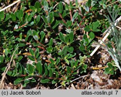 Salix repens ssp. repens var. arenaria (wierzba płożąca typowa odm. piaskowa)