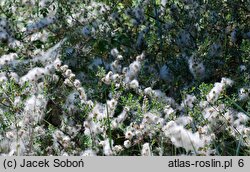 Salix repens ssp. repens var. arenaria (wierzba płożąca typowa odm. piaskowa)