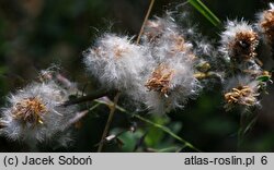 Salix repens ssp. repens var. arenaria (wierzba płożąca typowa odm. piaskowa)