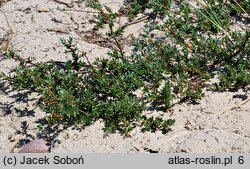 Salix repens ssp. repens var. arenaria (wierzba płożąca typowa odm. piaskowa)