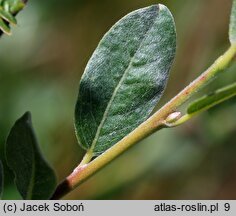 Salix repens ssp. repens var. arenaria (wierzba płożąca typowa odm. piaskowa)