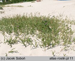 Salix repens ssp. repens var. arenaria (wierzba płożąca typowa odm. piaskowa)