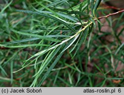 Salix eleagnos Angustifolia