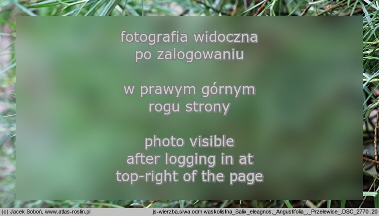Salix eleagnos ‘Angustifolia’