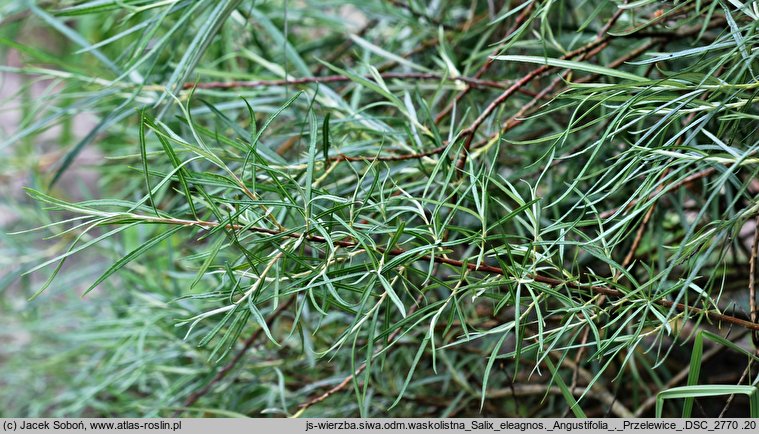 Salix eleagnos Angustifolia