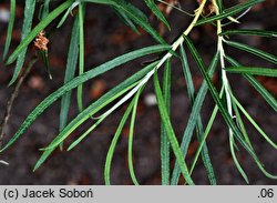 Salix eleagnos Angustifolia