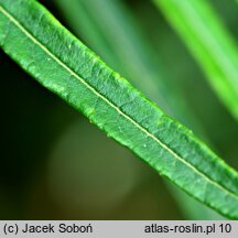 Salix eleagnos Angustifolia