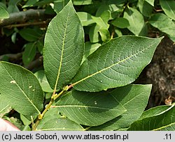 Salix silesiaca