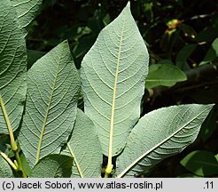 Salix silesiaca