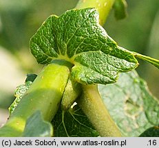 Salix silesiaca