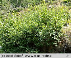 Salix silesiaca