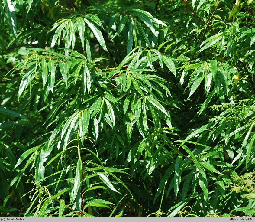 Salix udensis (wierzba sachalińska)