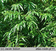 Salix udensis (wierzba sachalińska)