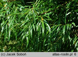 Salix udensis (wierzba sachalińska)