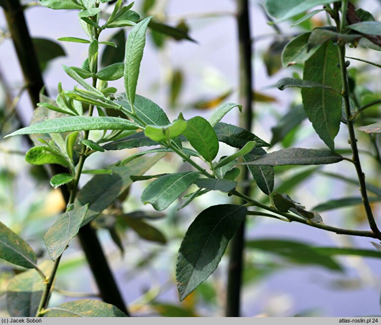 Salix cinerea (wierzba szara)