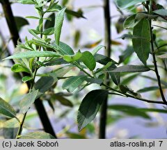 Salix cinerea (wierzba szara)