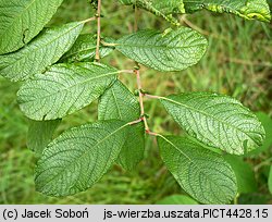 Salix aurita (wierzba uszata)