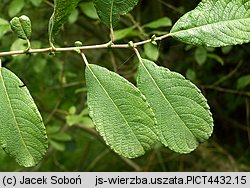 Salix aurita (wierzba uszata)