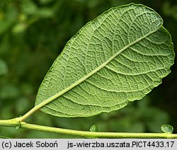 Salix aurita (wierzba uszata)