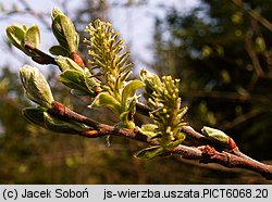 Salix aurita (wierzba uszata)