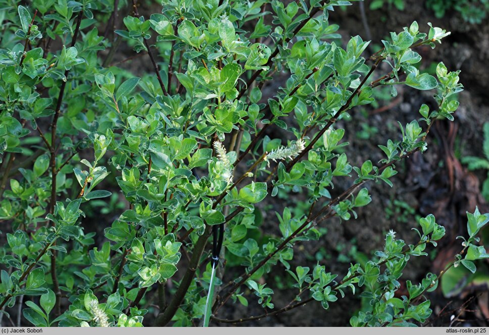 Salix ×laurina (wierzba wawrzynowata)