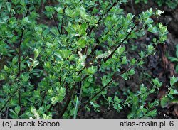 Salix ×laurina (wierzba wawrzynowata)