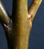 Salix viminalis (wierzba wiciowa)