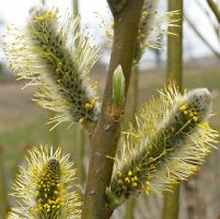 Salix viminalis (wierzba wiciowa)