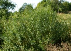 Salix viminalis (wierzba wiciowa)