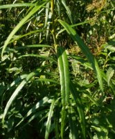 Salix viminalis (wierzba wiciowa)