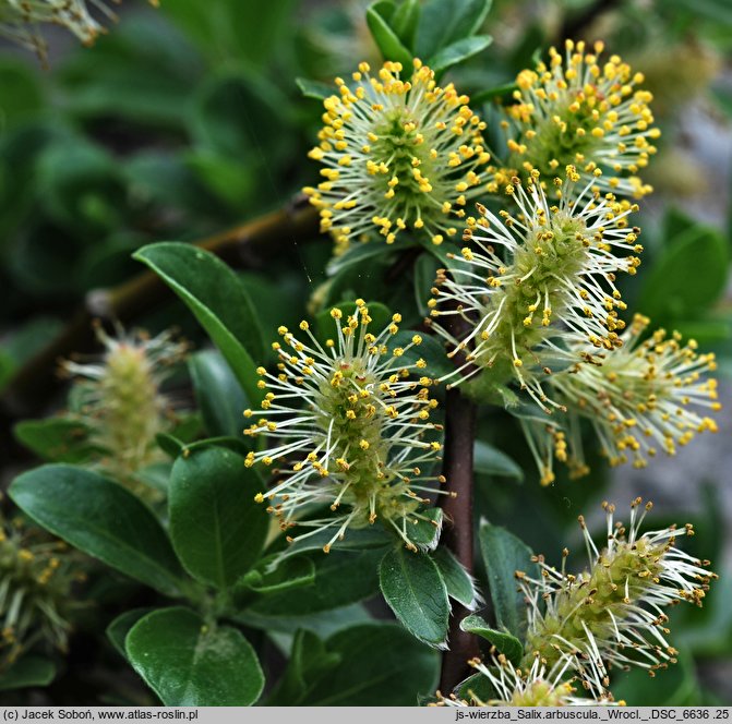 Salix arbuscula (wierzba skandynawska)