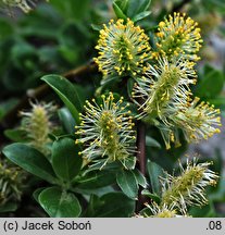 Salix arbuscula (wierzba skandynawska)