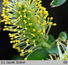 Salix arbuscula (wierzba skandynawska)