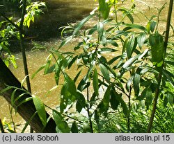 Salix gmelinii (wierzba Smitha)