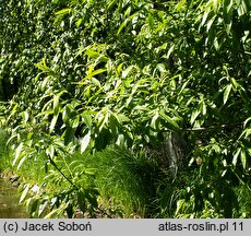 Salix gmelinii (wierzba Smitha)