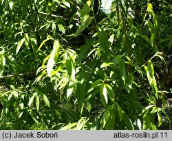 Salix gmelinii (wierzba Smitha)