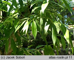 Salix gmelinii (wierzba Smitha)