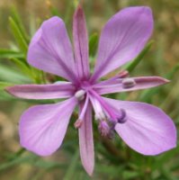 Epilobium dodonaei