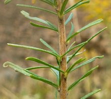 Epilobium dodonaei