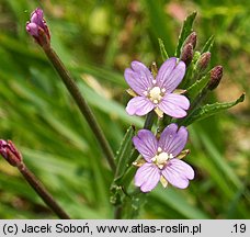 Epilobium lamyi (wierzbownica Lamy'ego)