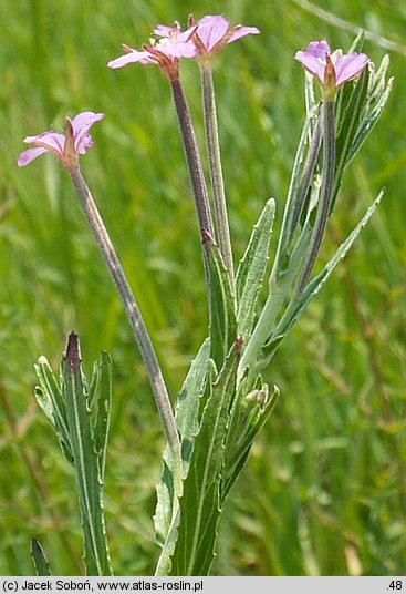 Epilobium lamyi (wierzbownica Lamy'ego)