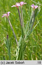 Epilobium lamyi (wierzbownica Lamy'ego)