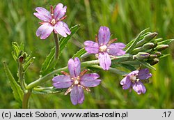 Epilobium lamyi (wierzbownica Lamy'ego)