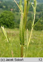 Epilobium lamyi (wierzbownica Lamy'ego)