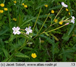 Epilobium montanum (wierzbownica górska)